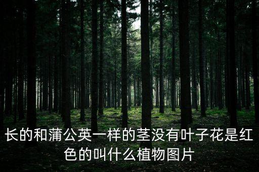 鸡矢藤图片，长的和蒲公英一样的茎没有叶子花是红色的叫什么植物图片