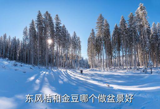 金豆盆景图片欣赏，金豆盆栽冬天落叶子吗