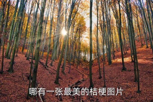 哪有一张最美的桔梗图片