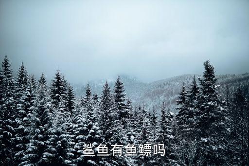 鲨鱼有鱼鳔吗，鲨鱼有鱼鳔吗