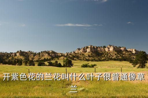 紫色兰花，开紫色花的兰花叫什么兰