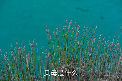 贝母是什么，贝母是什么