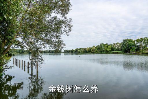 金钱树怎么养