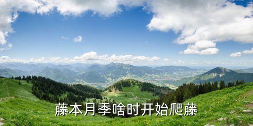 月季爬藤，爬藤月季好养活吗是不是就是蔷薇花