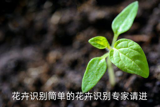 花卉识别简单的花卉识别专家请进
