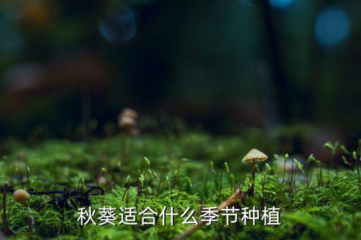 秋葵什么时候种植，秋葵适合什么季节种植