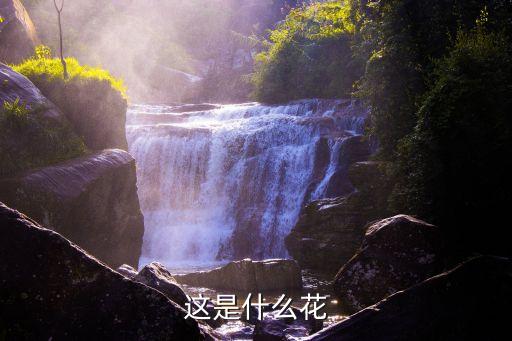 这是什么花