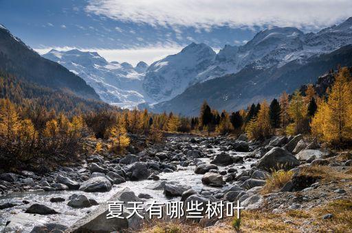 夏天的树有哪些，夏天有什么树