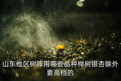 树阵，山东地区树阵用哪些品种榉树银杏除外要高档的