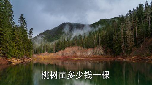 桃树苗多少钱一棵