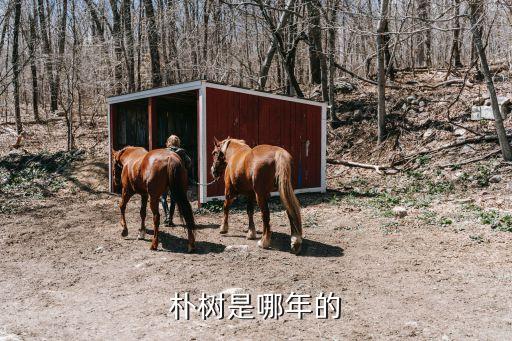 朴树是哪年的