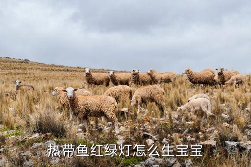 热带鱼红绿灯怎么生宝宝