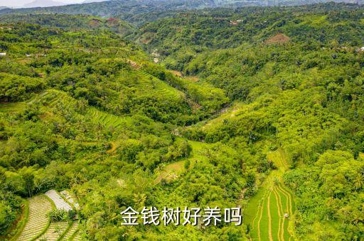 金钱树好养吗