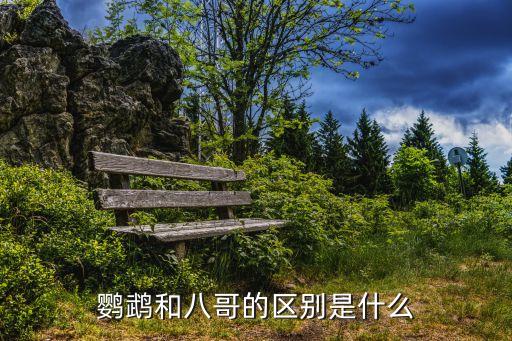 八哥和鹦鹉的区别，鹦鹉八哥鹩哥有什么区别