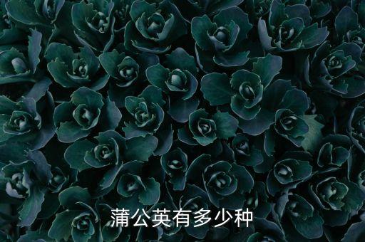 蒲公英的花图片，蒲公英的花朵是什么形状