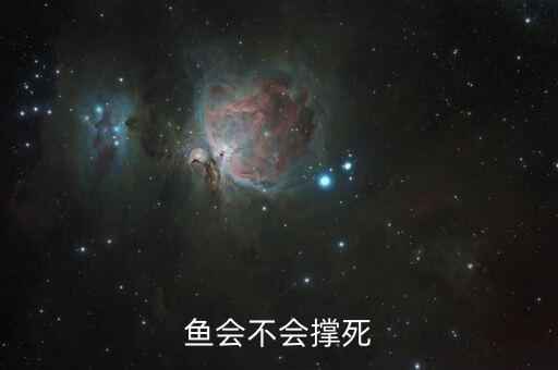 鱼会不会撑死，鱼会撑死吗