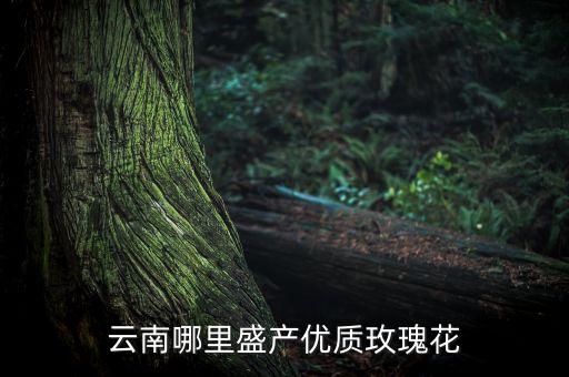 云南玫瑰，云南盛产玫瑰的优势