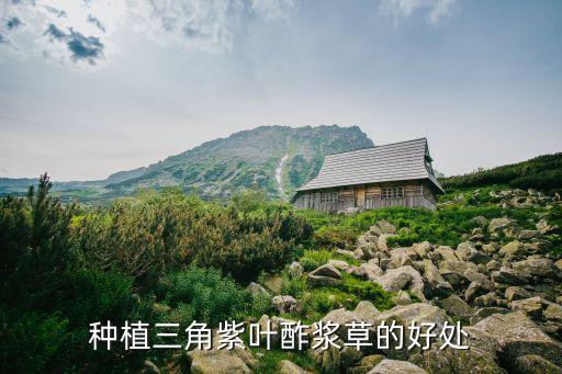 酢浆草怎么种，种植三角紫叶酢浆草的好处