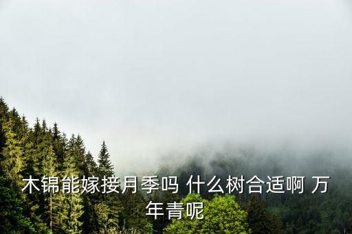 木锦能嫁接月季吗 什么树合适啊 万年青呢