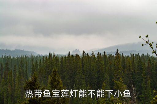 热带鱼宝莲灯能不能下小鱼