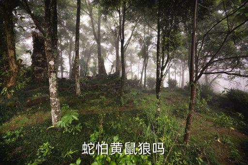 蛇怕黄鼠狼吗