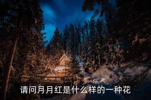月月红是什么花，请问月月红是什么样的一种花