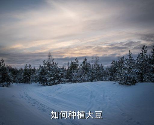 如何种植大豆