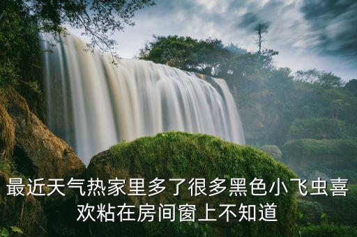 最近天气热家里多了很多黑色小飞虫喜欢粘在房间窗上不知道