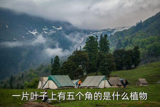 元宝槭，请问这是什么树