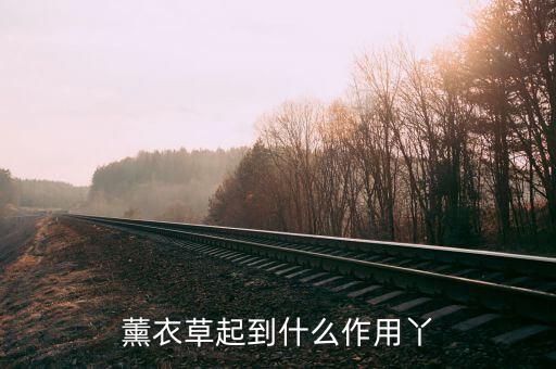 薰衣草起到什么作用丫