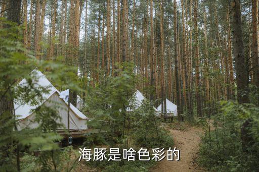 海豚是什么颜色，海豚是啥色彩的