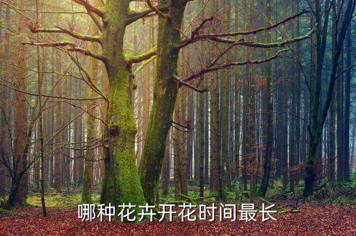 哪种花卉开花时间最长