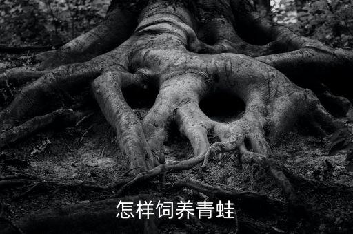 怎样饲养青蛙