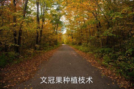 文冠果种植枝术