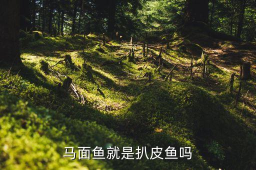马面鲀，请问这是什么鱼