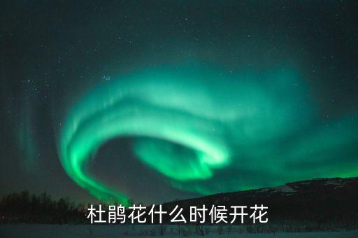 杜鹃花盛开，杜鹃什么时候开花