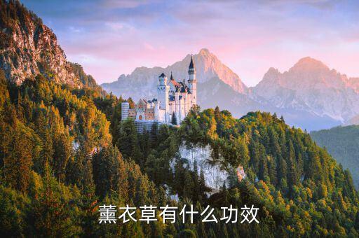 薰衣草有什么功效