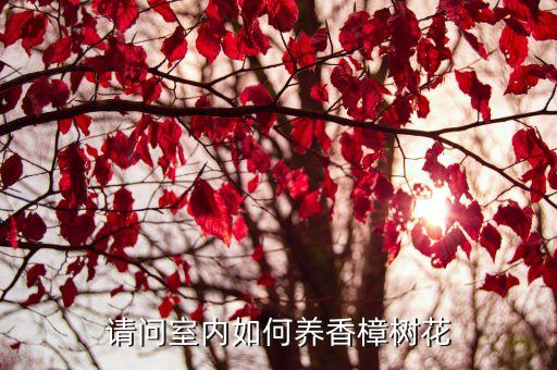 请问室内如何养香樟树花