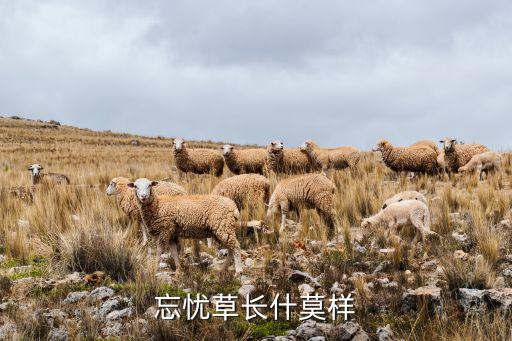 忘忧草长什莫样