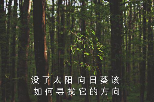没 了 太 阳  向 日 葵 该 如 何 寻 找 它 的 方 向