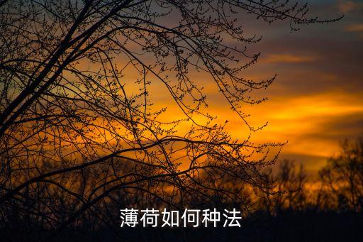 薄荷种植方法，薄荷怎么种植