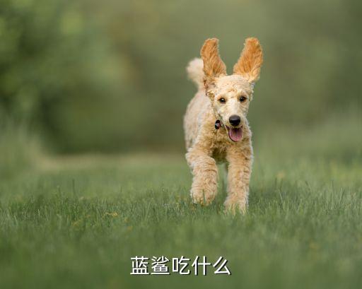 蓝鲨鱼，观赏鱼蓝鲨属于性情温和的鱼吗如何饲养