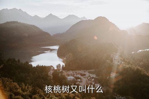 核桃树又叫什么
