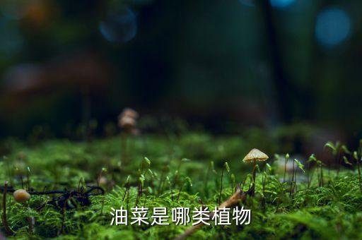 芸薹，油菜是哪类植物