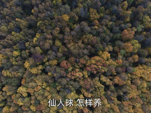 仙人球 怎样养