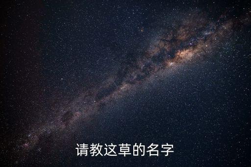 请教这草的名字