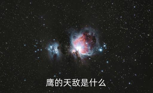 鹰的天敌是什么