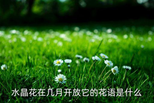 水晶花，水晶花花语