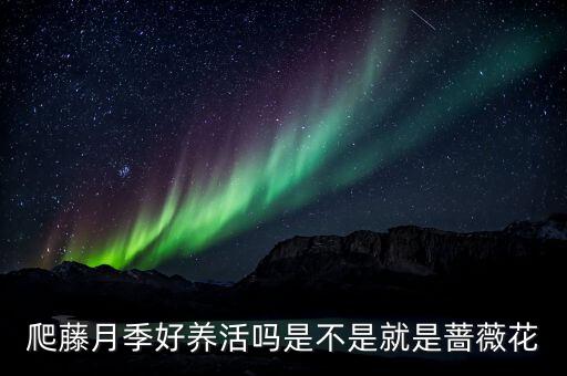 爬藤月季好养活吗是不是就是蔷薇花