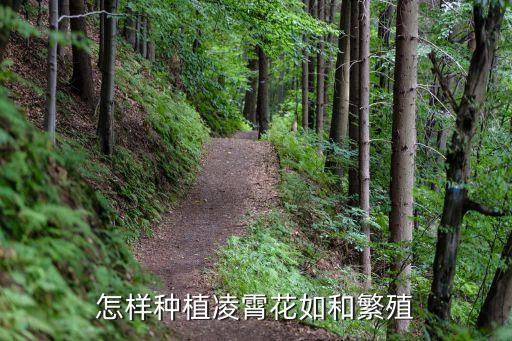 凌霄花可以扦插吗，怎样种植凌霄花如和繁殖